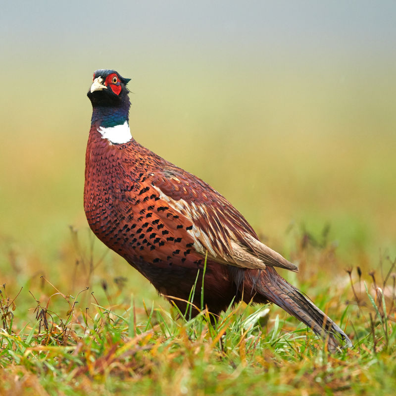 Pheasant